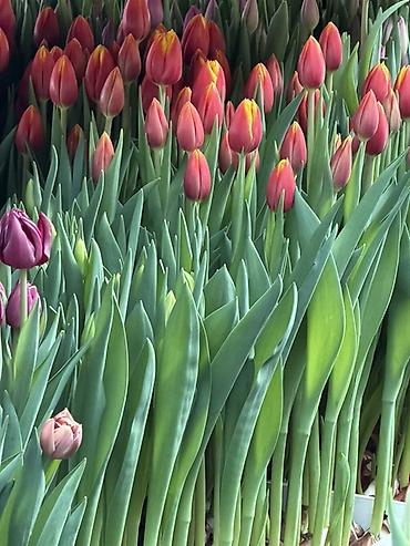 Букеты из живых цветов: Тюльпаны на 8 марта Принимаю корпоративные заказы с оформлением 16 — 13