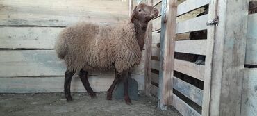 Qoyunlar, qoçlar: Togluların biri 8aylıq biri 6 aylıqdı damazlıga yararlıdır qiymetleri — 8