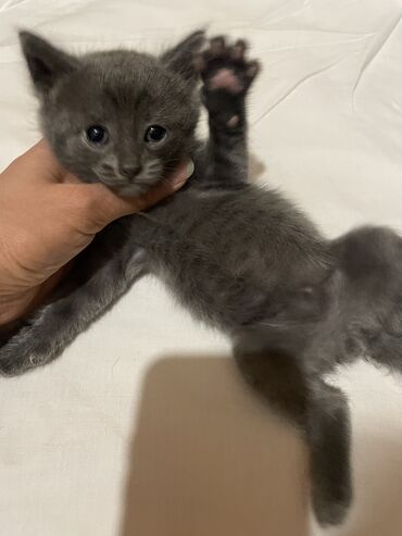 кот серый: Продается котёнок, возраст 1,6 мес., мальчик, светло серый, серые