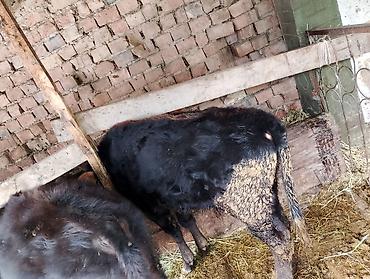 Коровы, быки: Продаю | Бык (самец), Тёлка | Ангус, Алатауская | На откорм, На забой, Для разведения | Искусственник at lalafo.kg — 3 Коровы, быки: Продаю | Бык (самец), Тёлка | Ангус, Алатауская | На откорм, На забой, Для разведения | Искусственник — 3