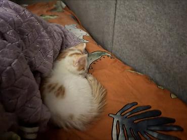 Отдам даром кошку: 2 месяца, Девочка, Приучена к лотку — 4