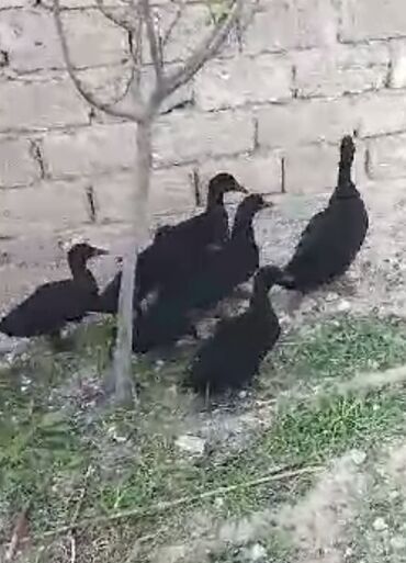 Hinduşka: Erkək, Kanada, Holland, Amerika, Damazlıq, Pulsuz çatdırılma — 11