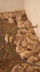 Коровы, быки: Для мяса, Доставка в районы