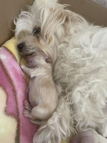 afcarka balası: Maltipoo (Maltese bişon) balaları – ağ, yumşaq və hipoallergen tüklü — 5