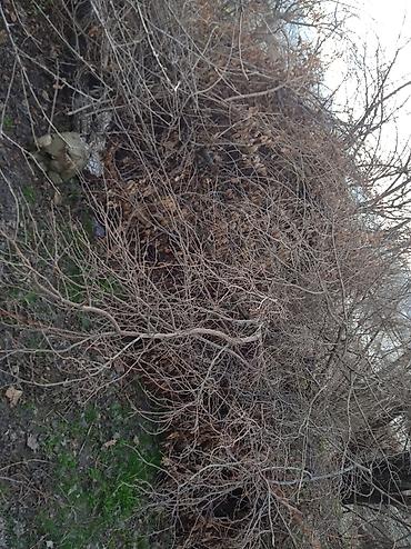 Дрова: Дрова — 7