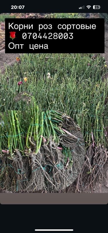 кофе 3 в 1: Көчөттөр гүлдүн: Розалар lalafo.kg да кофе 3 в 1: Көчөттөр гүлдүн: Розалар