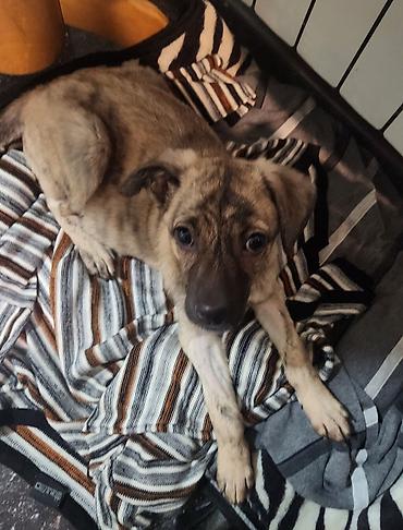 Продажа собак: Дворняжка, 4 месяца, Самка, С прививкой — 6