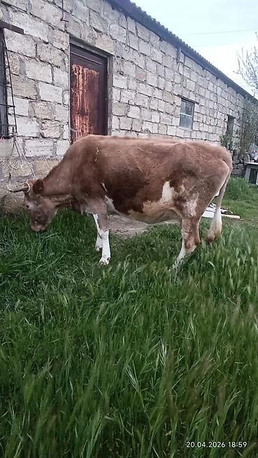 Inəklər, öküzlər: Simental tipli dişi inək - Rəng: açıq-qəhvəyi və ağ ləkəli - Sağım — 8