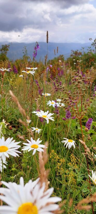Bal: Müalicəvi Göyçay qaratikan balı 100% tam təbii baldır. Süzülmə bal — 13