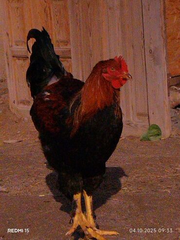 ящик деревяный: Продаю | Петух | Домашняя | Для разведения