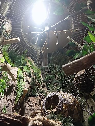 Животные: Unikal şaquli terrarium/volyer – dekorativ ağac gövdəsi və təbii — 8
