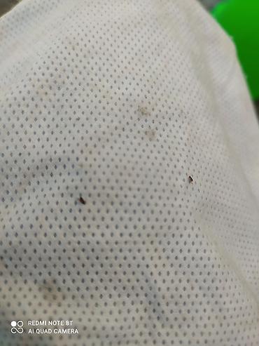 Дезинфекция, дезинсекция: Дезинфекция, дезинсекция, | Клопы, Блохи, Тараканы, | Транспорт, Офисы, Квартиры — 3