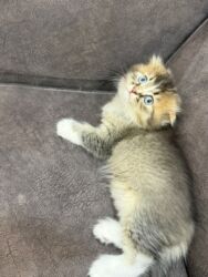 приют для собак баку: Şinşilla, Dişi, Yaxşı əllərə, Ünvandan götürmə, Pulsuz çatdırılma