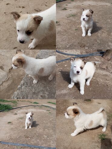 sivas kangal kanqal iti: 3 ay, Erkek, Ünvandan götürmə
