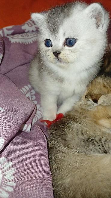 Pişiklər: Britan — 7