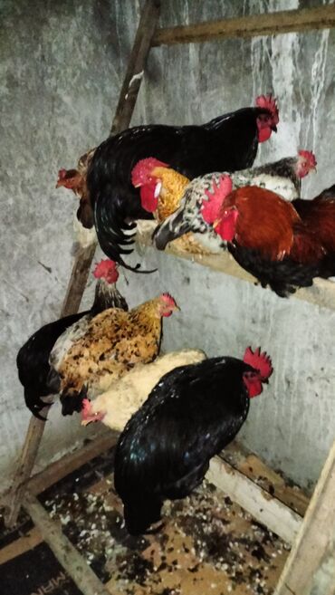 ayam cemani yumurta: Toyuq, Yumurtalıq, Ünvandan götürmə