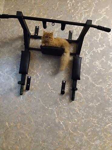 Pişiklər: Fars — 7