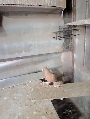 Птицы: Продаю молодых голубей 1 шт стоит пятьсот сом окончательно родители — 4