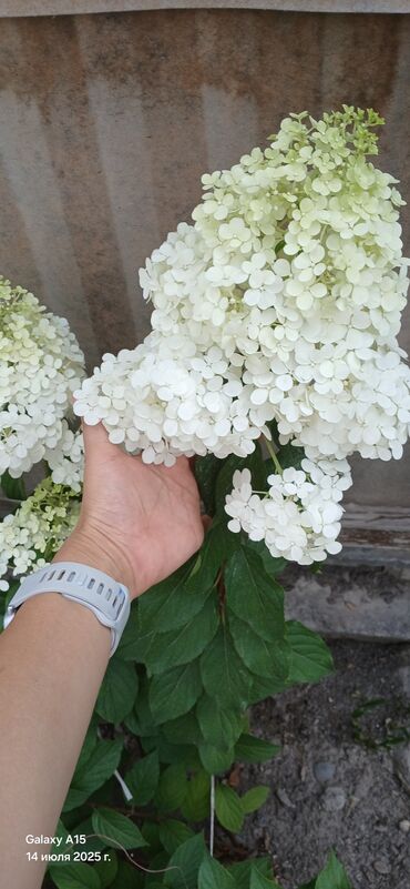 домашнее растение: Үй жана бакча үчүн ыңгайлуулуктар