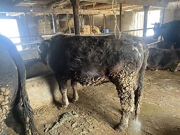 Коровы, быки: Продаю | Бык (самец) | Герефорд, Алатауская, Абердин-ангус | На откорм, На забой — 4