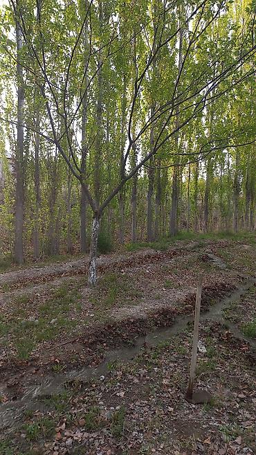 ремонт токмок: Баткенде 200 даана терек сатылат — 1