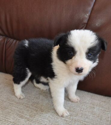 Psi: Štenci Border Collie oštenjeni 01. juna očišćeni od parazita više — 11