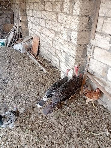 sud sagan pompa: Hind quşları satılır 1 erkey 2 dişi — 2