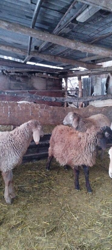 Бараны, овцы: Продаю | Баран (самец) | Для разведения | Осеменитель at lalafo.kg — 9 Бараны, овцы: Продаю | Баран (самец) | Для разведения | Осеменитель — 9