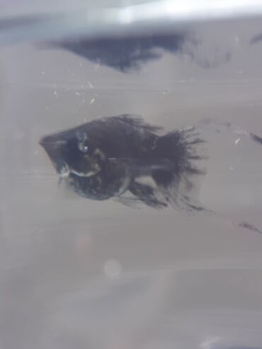 Balıqlar: Molinezi, Sülhsevər -da lalafo.az — 4 Balıqlar: Molinezi, Sülhsevər — 4