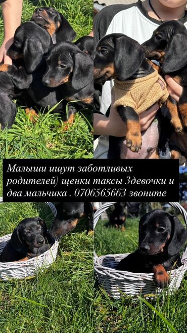 купить немецкую овчарку щенка: Такса, 3 месяца, Самка