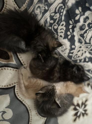 кошк: 4 котенка Особенности: - спокойные, ласковый характер, любит спать — 5