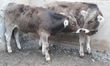 Коровы, быки: Продаю | Бык (самец) | Швицкая | Для разведения | Искусственник