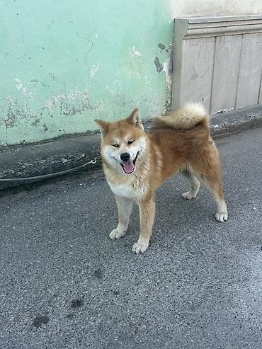 İtlər: Akita-inu, 5 ay, Erkək, Peyvəndli, Ödənişli çatdırılma — 4