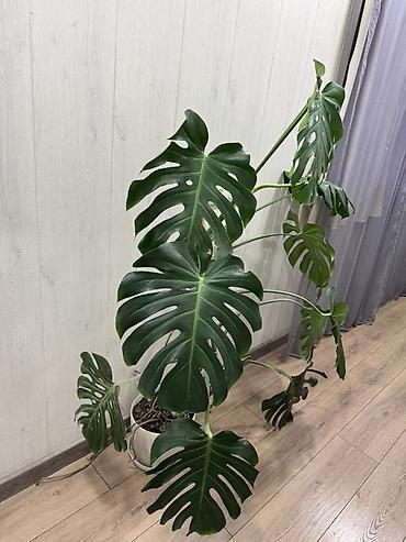 монстеро: Монстера делициоза (Monstera deliciosa) Описание: - Взрослое — 2