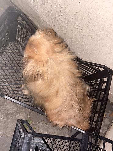 tap az qaz balalari: Pekines, 4 ay, Erkək, Ünvandan götürmə — 3