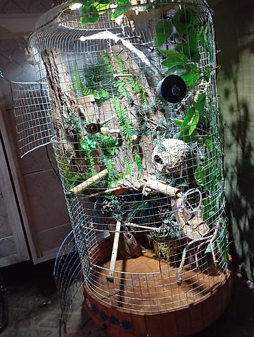 Животные: Unikal şaquli terrarium/volyer – dekorativ ağac gövdəsi və təbii — 4