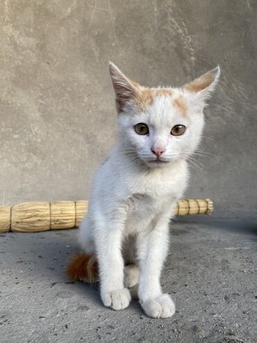 русская голубая кошка котята: Кошка даром: Беспородная, Девочка