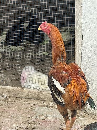 toyuq növləri: Aseel tipli xoruz 9 aylıq saglam ban vurur - Rəng: qızılı-qara ağ — 1