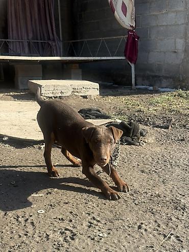 Продажа собак: Доберман, 4 месяца, Самец — 5