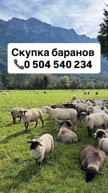 жан жаныбарлар: Скупка Баранов Лошадей И Коров — 1