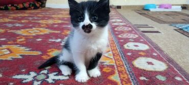 Коты: Котенок в добрые руки бесплатно родилась 11 апреля девочка кушать