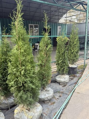 сколько стоит семена тюльпана: Саженцы деревьев: Туи