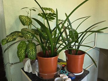 Женское счастье (Спатифиллюм): Комнатные цветы Диффенбахия 500 с Монстера 2000 Фиалки 250 с — 9