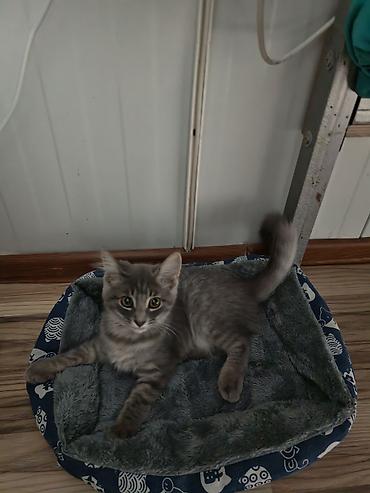 ordək balası və cucə: 🐱 Şotland pişiyi satılır ✨ Şirin və baxımlıdır 🥰 📦 Üstündə olan — 1