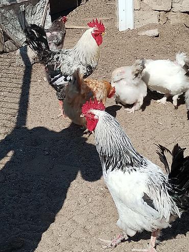 toyoq ve xoruz: Məhsul: Ayaqları tüklü xoruzlar (fotoşəkillərdə görünən müxtəlif — 5