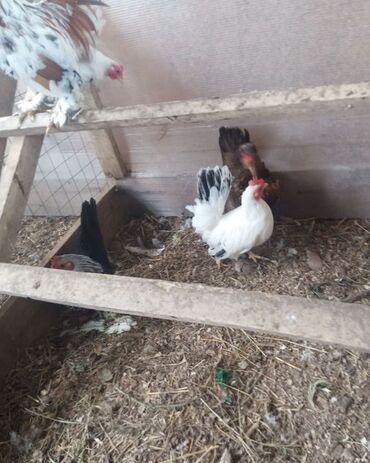 Куры, петухи: Продаю | Куры, Петух — 6