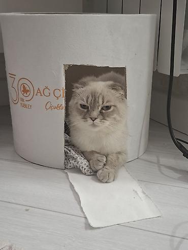 piwik satiwi: Diwi wotlant cinsi piwikdir cutlewdirmeye cins erkey piwik axtarilir — 2