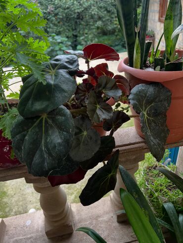 Otaq bitkiləri: Butun guleri endirimnen satiram ancag xanimlara satiw olur cox gul — 17