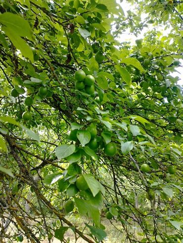 Həyət evləri və villaların satışı: 4 otaqlı, 122 kv. m, Orta təmir — 2