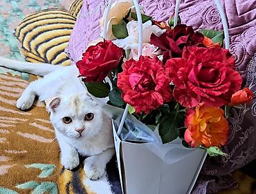 купить кошку манчкин: Осталось 2 шотладских вислоухих котёнка(скоттиш фолд).Окрас бело- — 8